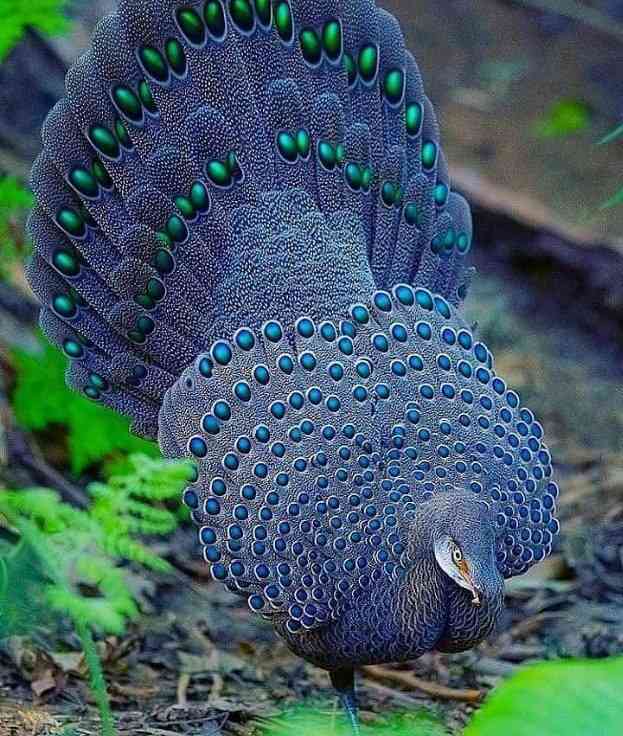 Grey peacock pheasant | MirrorLog